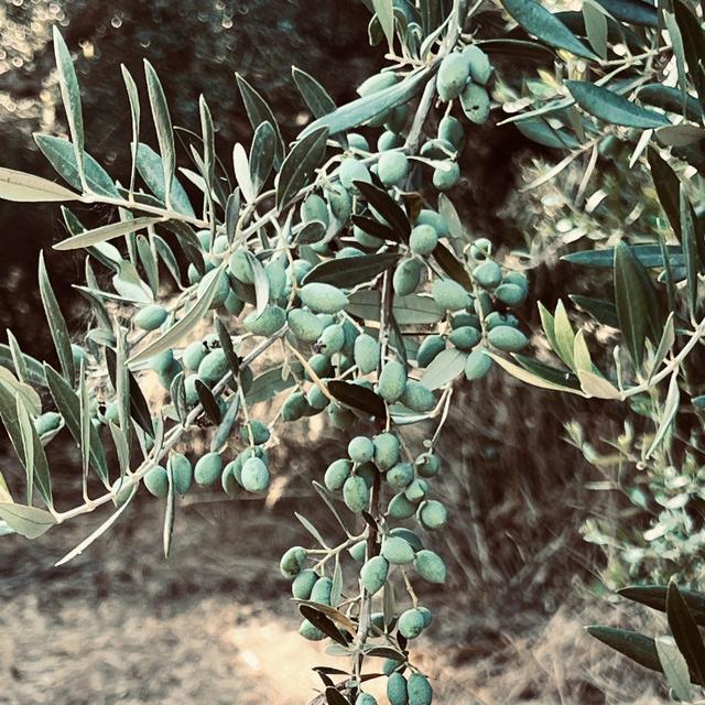 A branch heavy with small green Koroneiki olives.