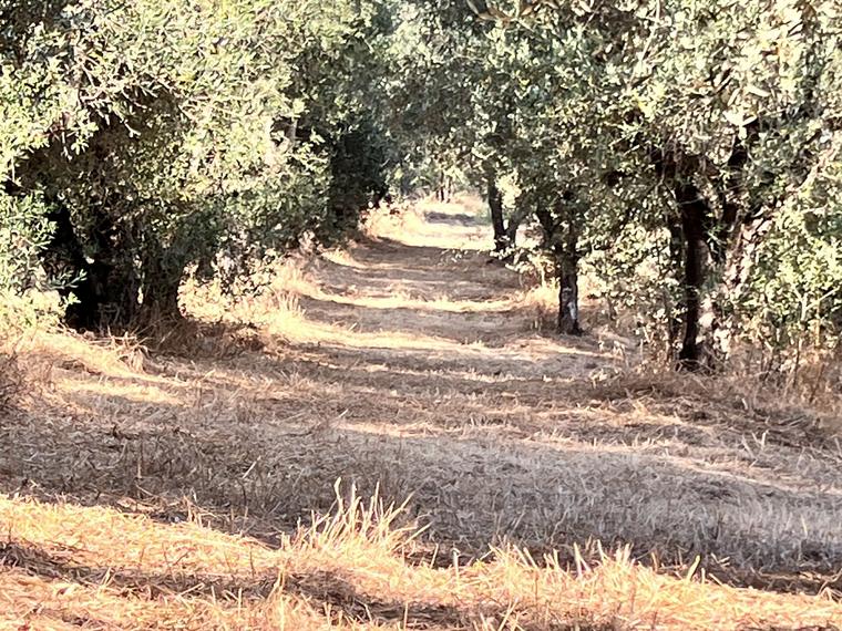 A path of dry summer grass between two rows of olive trees.