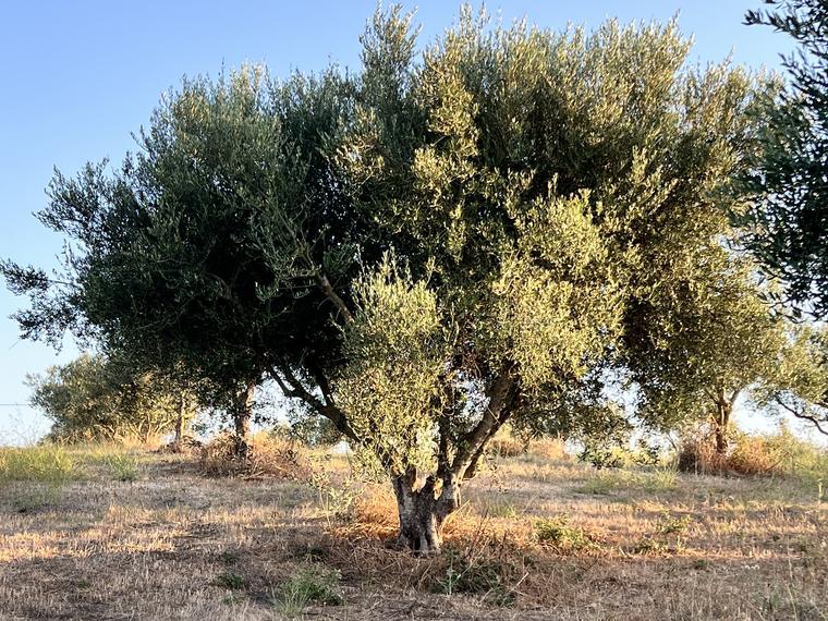 A Koroneiki olive tree in a dry summer grove under a clear evening sky in Ilía.